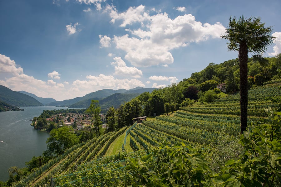 Weinberg beim Weingut oberhalb des Luganersees,Cassina d'Agno, Tessin, Ticino, Schweiz, Suisse, Switzerland, Svizzera, 