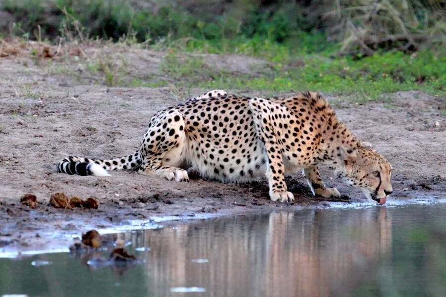 Makumu Safari Leopard