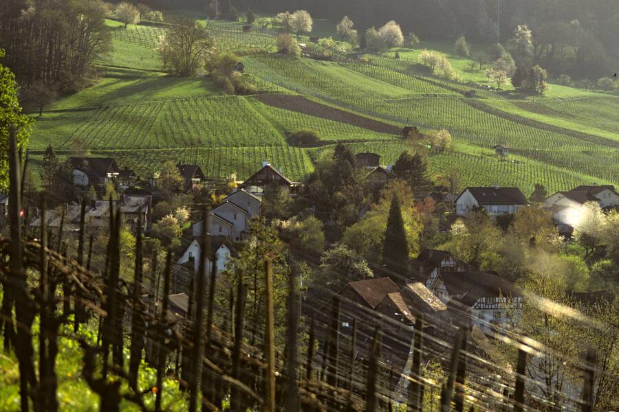 Rebberg und Dorf Weinigen